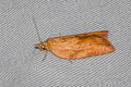 Light Brown Apple Moth Epiphyas postvittana 