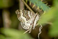 Common Carpet Moth Epirrhoe alternata