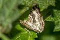 Common Carpet Moth Epirrhoe alternata