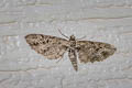 Mottled Pug Eupithecia exiguata