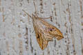 Garden Pebble Evergestis forficalis 