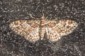 Double-striped Pug Gymnoscelis rufifasciata