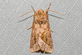 Rosy Rustic Hydraecia micacea