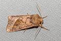 Rosy Rustic Hydraecia micacea