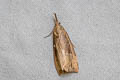 Buttoned Snout Hypena rostralis