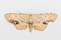 Single-dotted Wave Idaea dimidiata