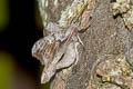 Poplar Hawkmoth Laothoe populi 