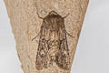 Flounced Rustic Luperina testacea