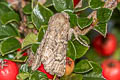 Flounced Rustic Luperina testacea