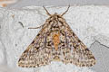 Brindled Beauty Moth Lycia hirtaria