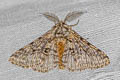 Brindled Beauty Moth Lycia hirtaria