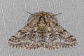 Brindled Beauty Moth Lycia hirtaria