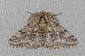 Brindled Beauty Moth Lycia hirtaria