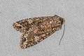 Cabbage Moth Mamestra brassicae