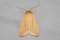 Common Wainscot Mythimna pallens 