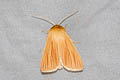 Common Wainscot Mythimna pallens 