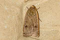 Lesser Yellow Underwing Noctua comes