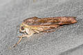 Lesser Broad-bordered Yellow Underwing Noctua janthe