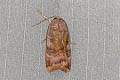 Lesser Broad-bordered Yellow Underwing Noctua janthe