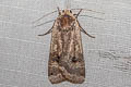 Large Yellow Underwing Noctua pronuba