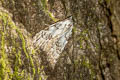 Least black Arches Nola confusalis