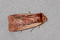 Flame Shoulder Moth Ochropleura plecta