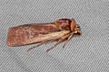 Flame Shoulder Moth Ochropleura plecta