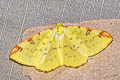 Brimstone Moth Opisthograptis luteolata