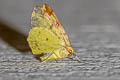 Brimstone Moth Opisthograptis luteolata