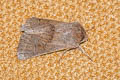 Small Quaker Orthosia cruda 