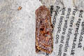 Clouded Drab Orthosia incerta