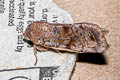 Clouded Drab Orthosia incerta