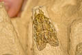Great Prominent Peridea anceps