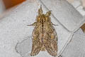 Great Prominent Peridea anceps