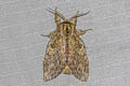 Great Prominent Peridea anceps