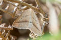 Brown Silver-line Petrophora chlorosata