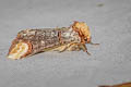Common Buff-tip Phalera bucephala