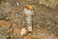 Common Buff-tip Phalera bucephala