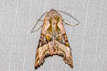 Angle Shades Phlogophora meticulosa