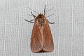 Ruby Tiger Moth Phragmatobia fuliginosa