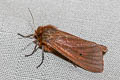 Ruby Tiger Moth Phragmatobia fuliginosa