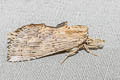 Pale Prominent Pterostoma palpina