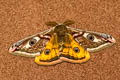 Small Emperor Moth Saturnia pavonia 