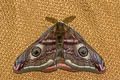 Small Emperor Moth Saturnia pavonia 
