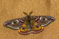 Small Emperor Moth Saturnia pavonia 