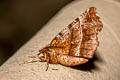 Early Thorn Selenia dentaria