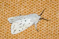 White Ermine Spilosoma lubricipeda 
