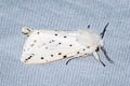 White Ermine Spilosoma lubricipeda 