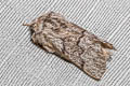 Pale Eggar Trichiura crataegi (Pale Oak Eggar)