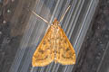 Rusty Dot Pearl Udea ferrugalis